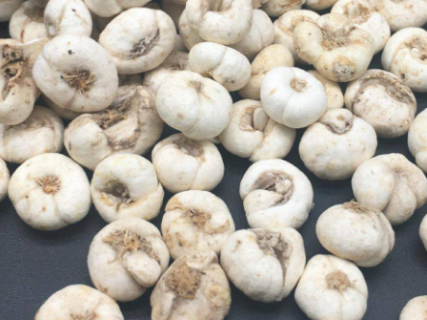 平贝母采收时间及方法要点 平贝母怎么养殖好