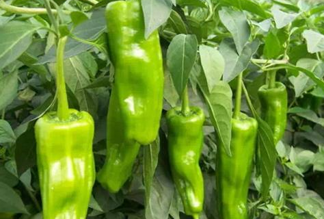 辣椒苗叶子为什么发黄 如何解决叶子发黄问题