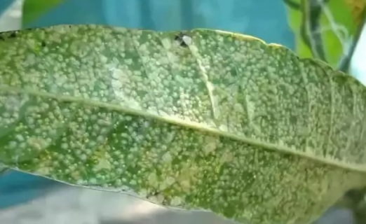 什么是蚧壳虫 除蚧壳虫是白醋好还是酒精好