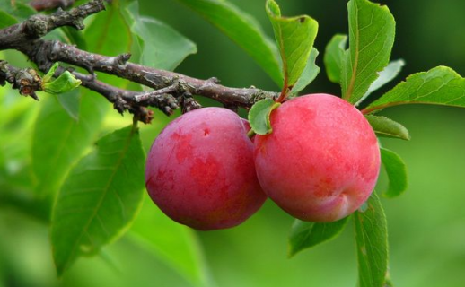 李子树什么时候修剪 修剪方法是什么