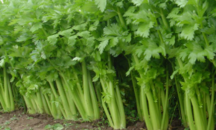 为什么芹菜苗长得慢（芹菜苗为什么长得很慢）