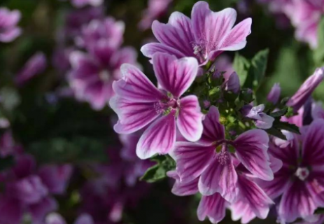 锦葵和蜀葵的区别是什么 不同之处有哪些