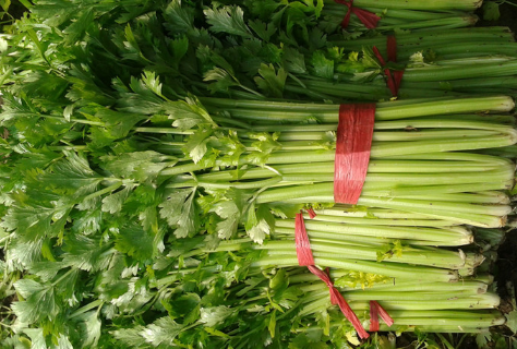 如何预防芹菜坏梗干叶（如何预防芹菜坏梗干叶的方法）