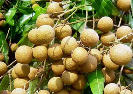 龙眼幼树的施肥原则 龙眼养殖方法总结