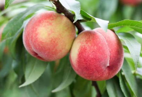 桃树表面为什么流胶 如何进行科学防治