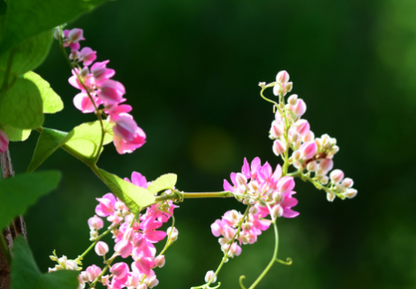 中秋节送什么花 中秋节送什么花好