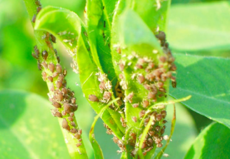 花生了蜜虫怎么处理 蜜虫解决方法总结