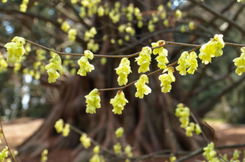 蜡瓣花是什么科 怎么养开花开的好