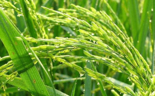 水稻直播田杂草有什么发生特征（水稻田的杂草）