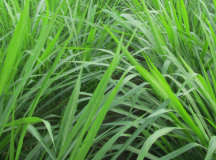 黑麦草什么时候种植好（黑麦草什么时候种植好呢）