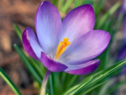 番红花种球如何种植（番红花种球种植方法和时间）