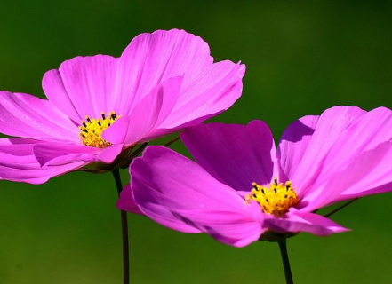 格桑花种一次可长几年 格桑花可以种几季