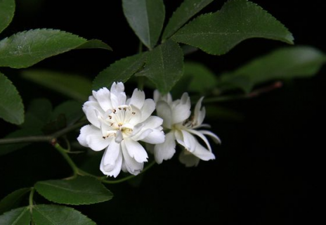 木香花花期有多长 如何栽培长得旺盛