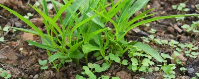 空心菜几月份播种最适合（空心菜几月份播种最适合呢）