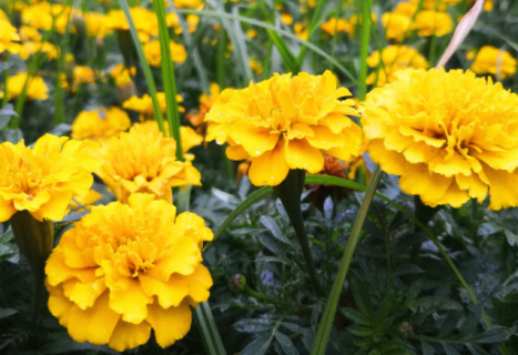 重阳节送什么花 重阳节送什么花合适