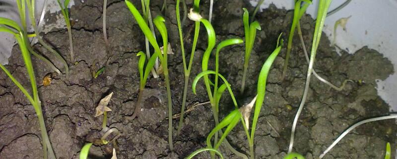 菠菜种植技术与时间（菠菜菜种植技术和种植时间）