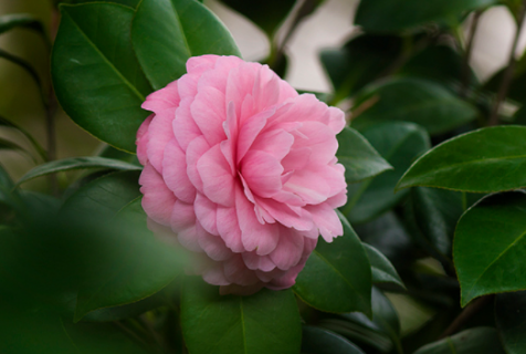 茶花冬天怎么养（茶花冬天怎么养要注意什么）