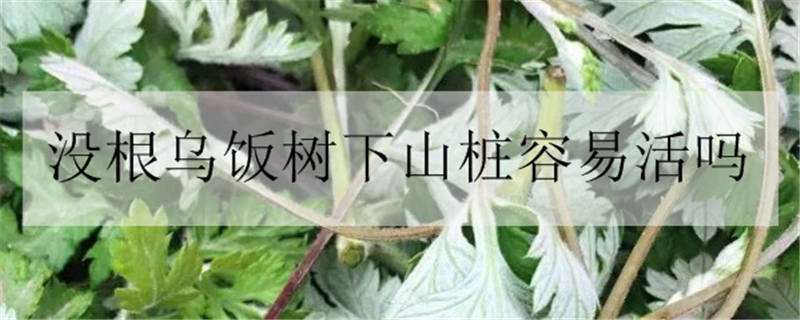 没根乌饭树下山桩容易活吗（乌饭树下山桩发芽后怎么养护）