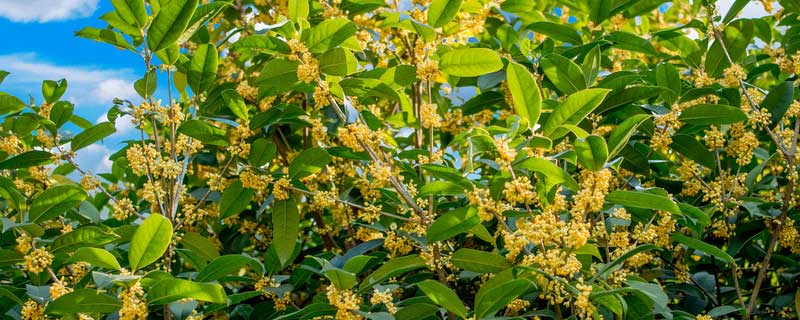 桂花是什么季节开花 桂花是哪个季节开花