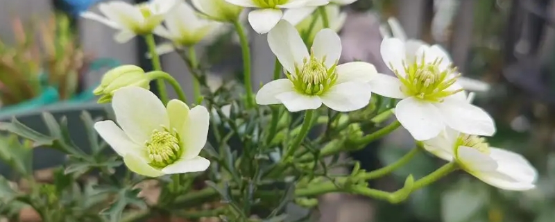 铁线莲银币一年开几次花（铁线莲银币的花苞是怎样的）