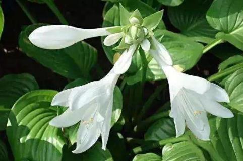 耐寒多年生草本花卉有哪些