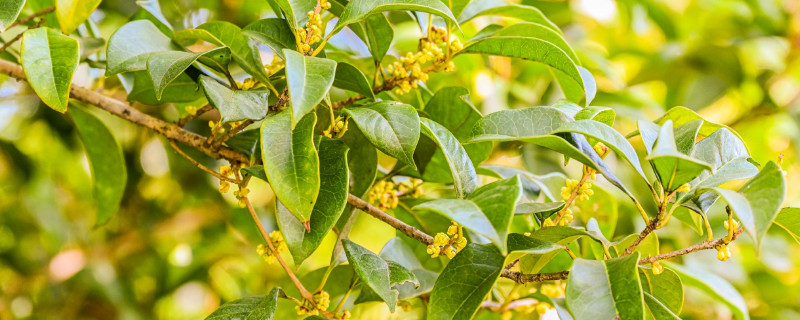 结籽桂花树什么品种 结籽桂花树什么品种好看