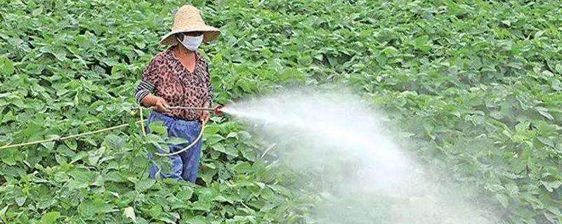 氟啶胺不能与哪些杀菌剂混用 氟吡菌胺不能和哪些混用