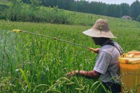 2甲灭草松对水稻有害吗