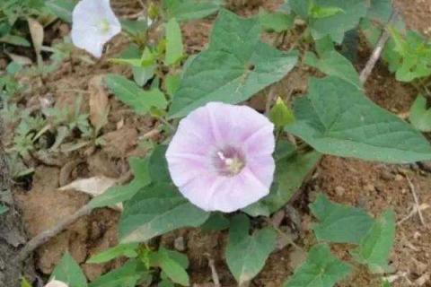 打碗花用什么除草剂能除根