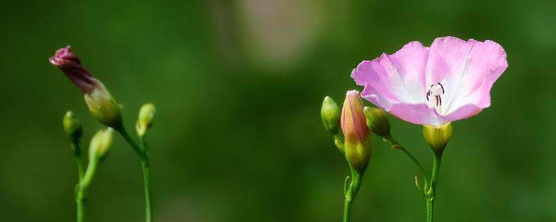 打碗花用什么除草剂能除根 打碗花用什么除草剂能除根并且不影响菊花生长