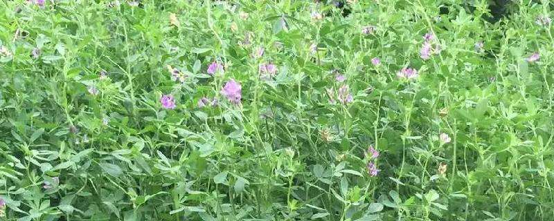 紫花苜蓿用什么除草剂（紫花苜蓿用什么除草剂最好）