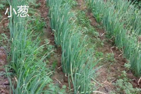 广东6月份适合种植什么菜