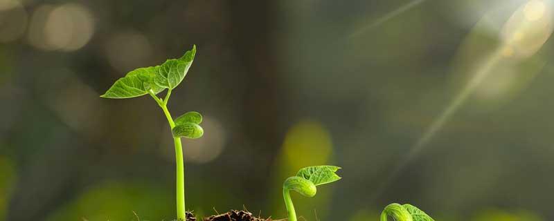 植物通过什么繁殖后代 植物通过什么繁殖后代三年级