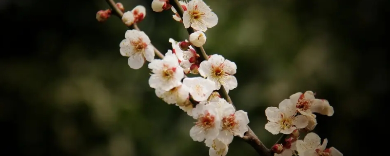 梅花的精神是指什么