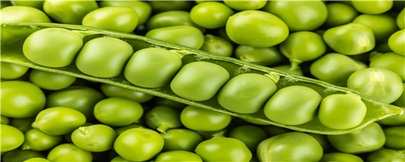 豌豆苗种植时间和方法 豌豆苗种植方法及管理