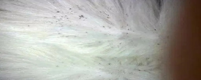 跳蚤卵多久孵化 跳蚤卵多久孵化?