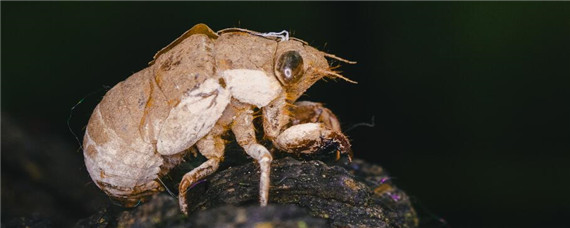 金蝉怎么养殖 金蝉养殖技术