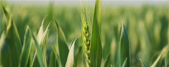 徐麦33小麦品种介绍 徐麦33小麦品种介绍一下