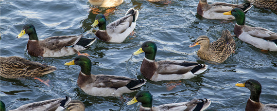 麝香鸭几级保护动物 麝香鸭是野生动物吗