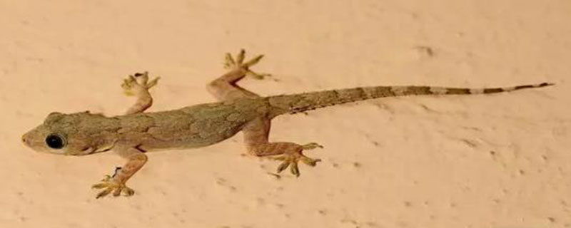 壁虎的尾巴为什么会断（壁虎的尾巴为什么会断而且还会长出来）