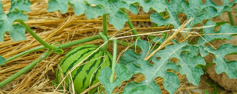 江苏西瓜产地在哪里（江苏西瓜品种有哪些）