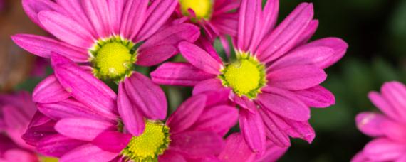 菊花的种植注意事项（菊花的种植方法及养护）