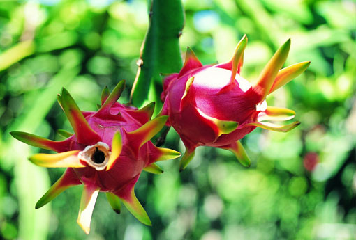 火龙果 火龙果皮发霉了里面还能吃吗