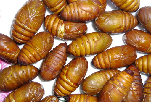 蝉蛹 蝉蛹怎么做好吃