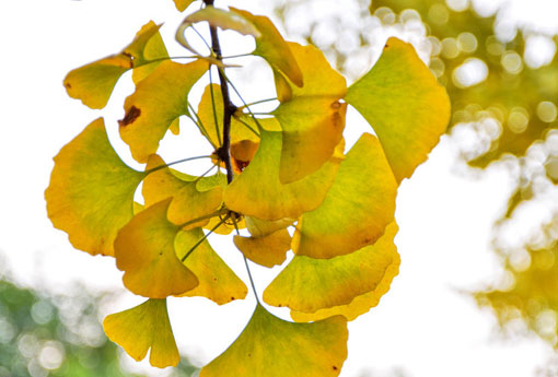 银杏叶（银杏叶手工树叶贴画）