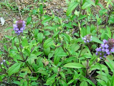 夏枯草膏价格是多少呢 夏枯草膏一瓶多少钱