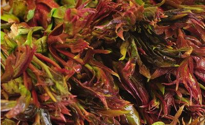 产妇可以吃香椿吗（产妇可以吃香椿吗?有啥注意事项?）