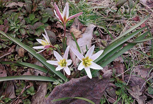 光慈菇（光慈菇和山慈菇图片）