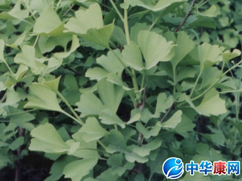 中药银杏叶的食用方法 中药银杏叶的食用方法和用量