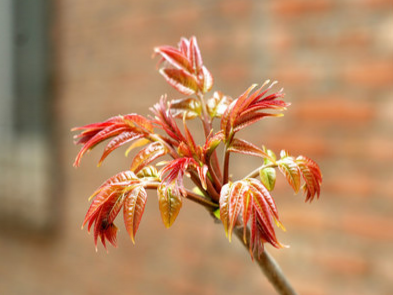 香椿有什么功效与作用呢（香椿有什么功效和作用）